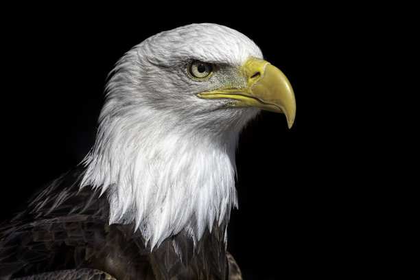 hawk