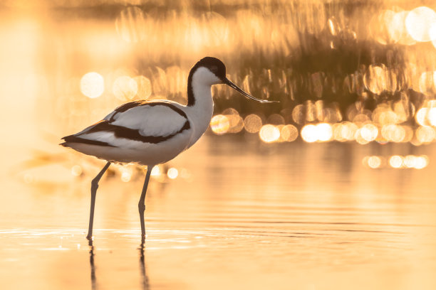 avocet