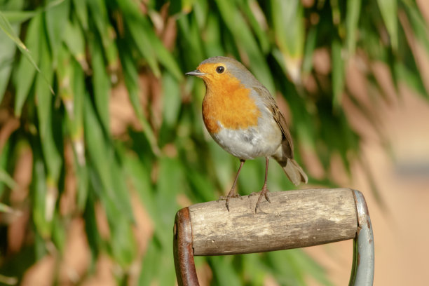robin-chat