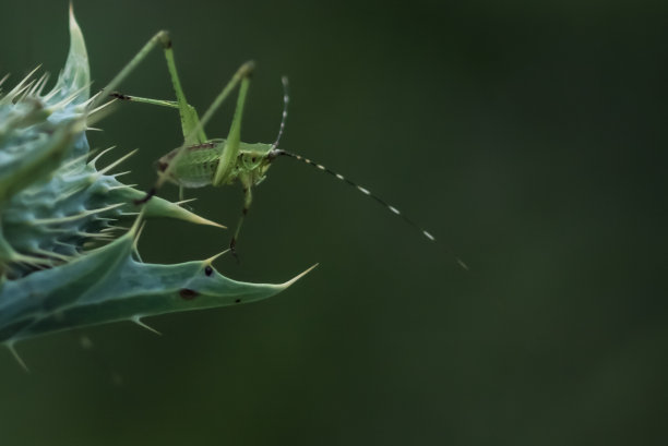 katydid