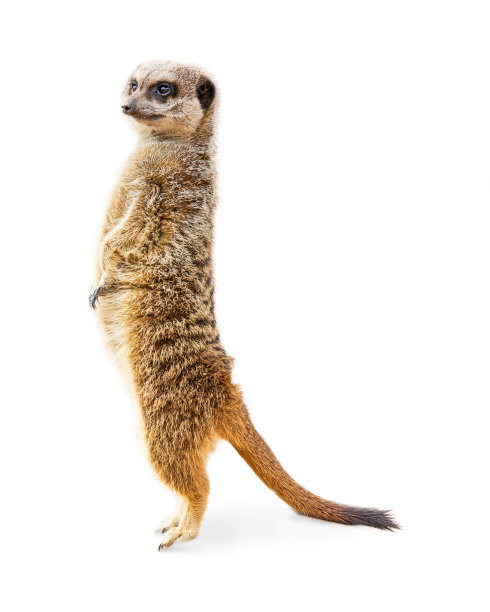 meerkat