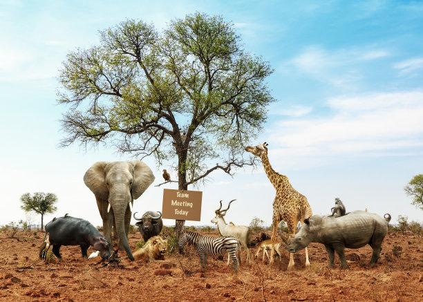 wildlife