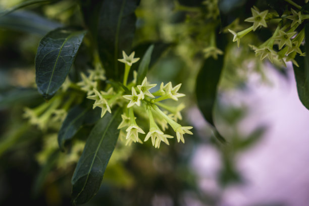 茉莉香提子