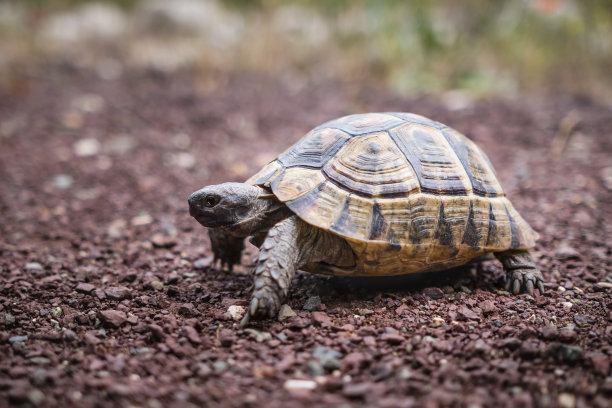 turtle