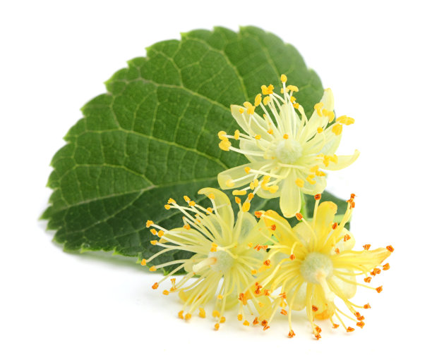 linden