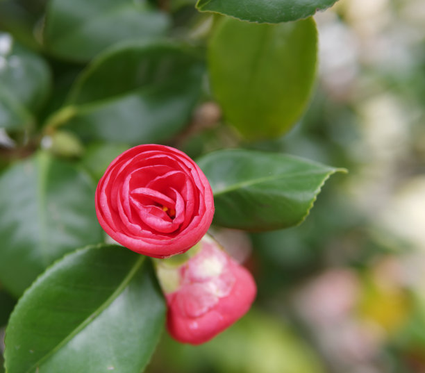 bloom
