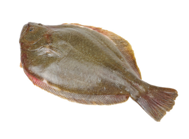 plaice