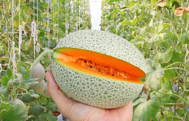 cantaloupe