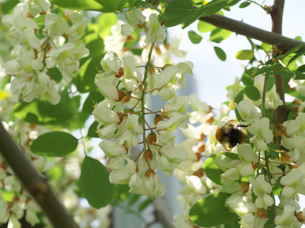 槐花 蜂蜜 高清图