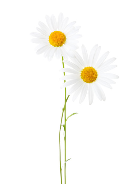 camomiles
