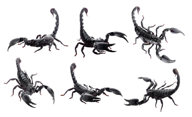 scorpio