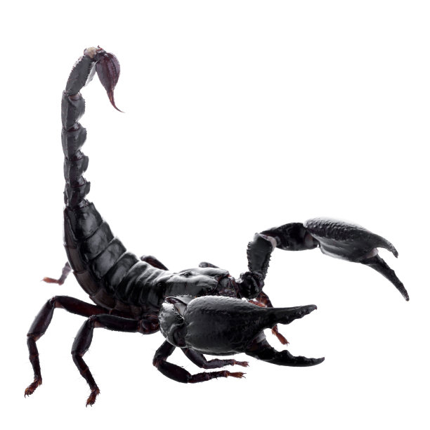 scorpio