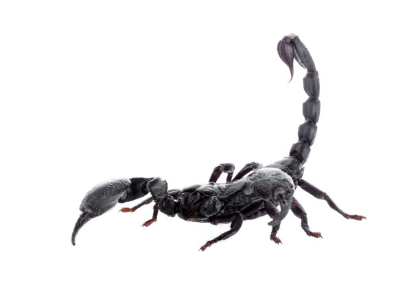 scorpio
