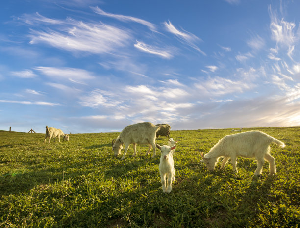 sheep
