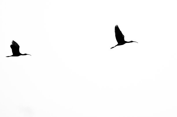 ibis