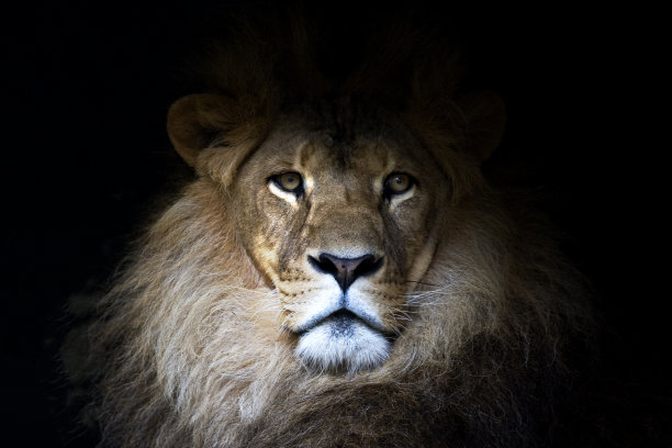 lions