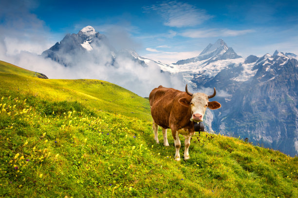cow