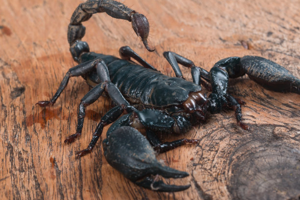 scorpio