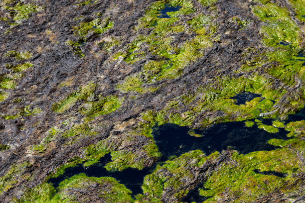 水面漂浮的绿苔