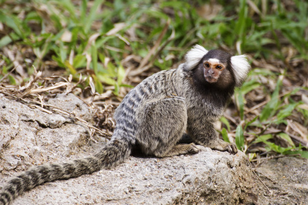 marmoset