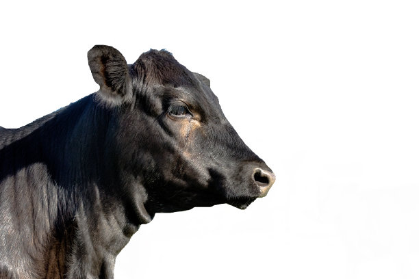 angus