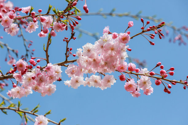 花见节