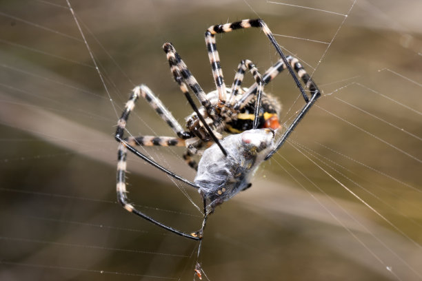spider