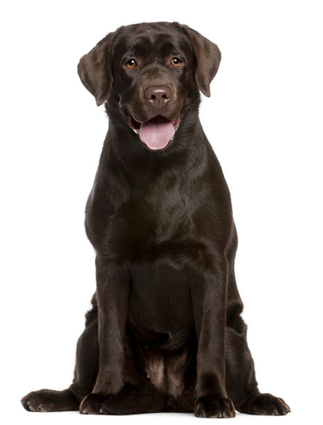 labrador