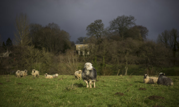 多塞特郡,英国健壮绵羊,羊皮