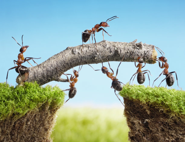 ant