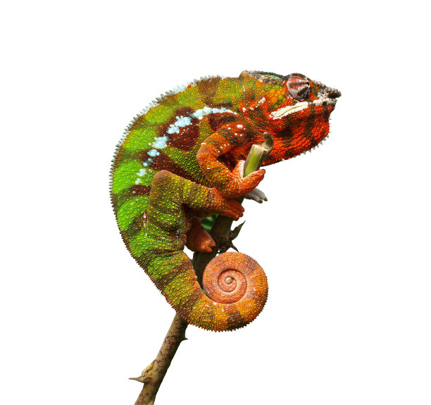 chamaeleon
