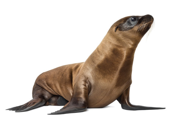 seal