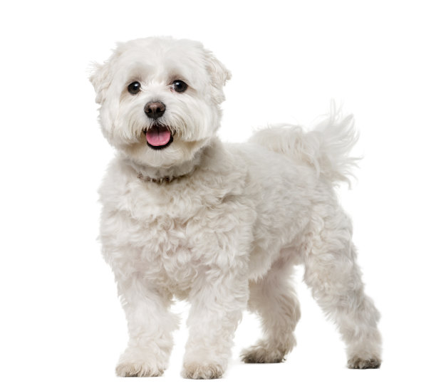 比熊犬