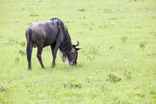 wildebeest