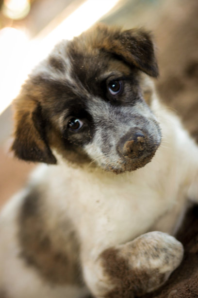 adopted