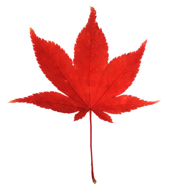叶脉,叶子,植物学