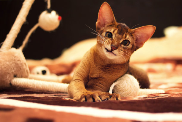 abyssinian猫