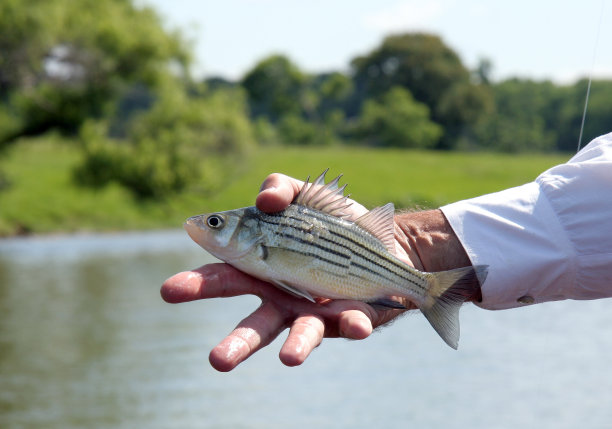 rockfish