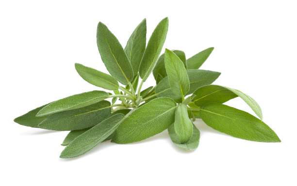 sage