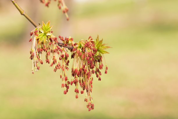 梣叶槭发芽特写