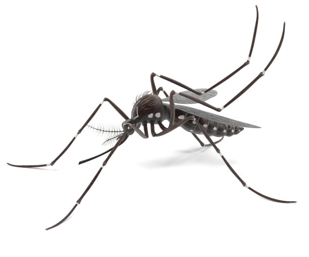 mosquito