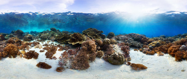corals