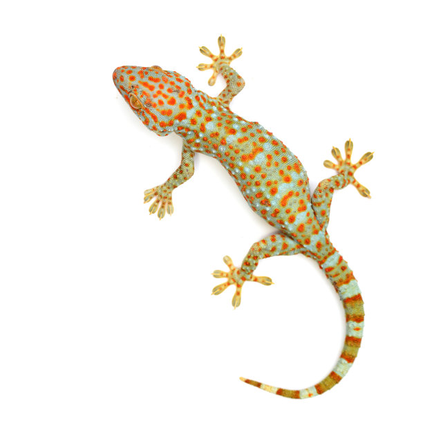 phelsuma