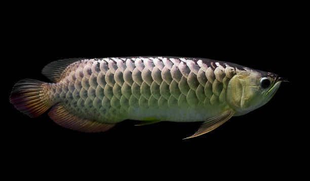 arowana