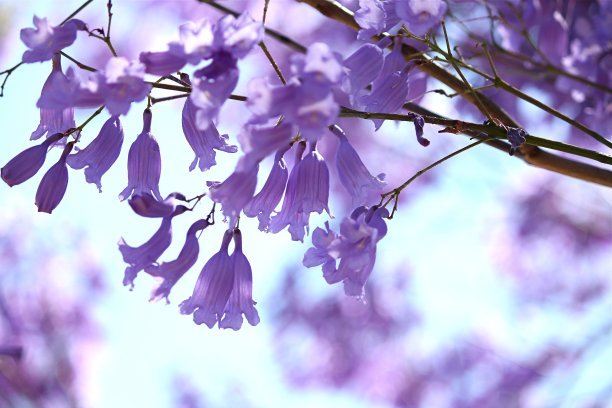 jacaranda