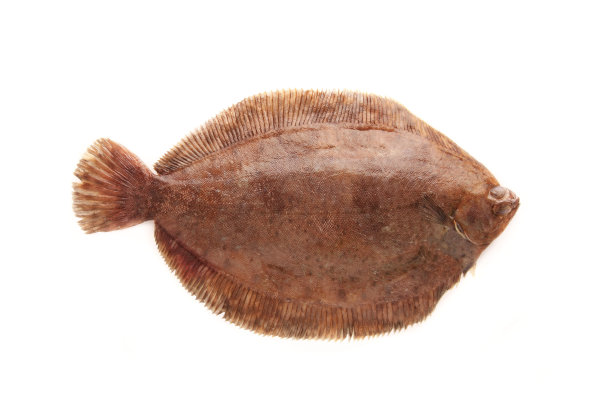 plaice