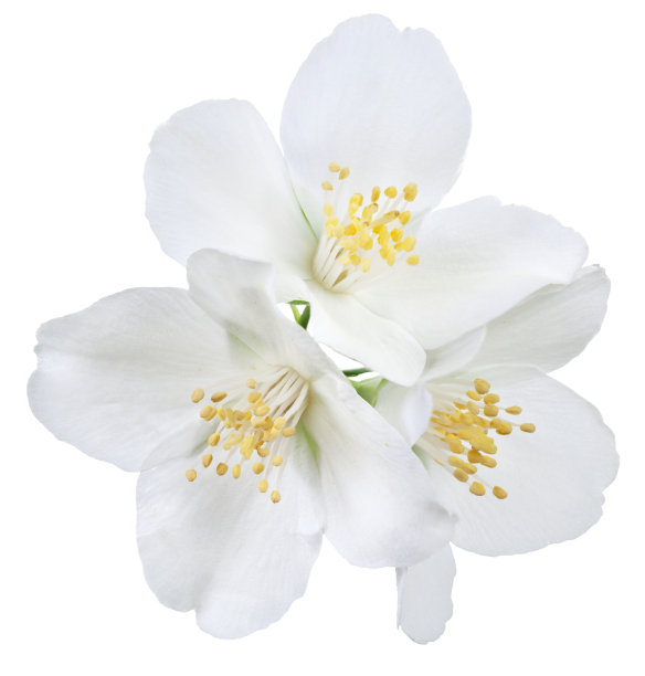 jasmine