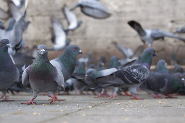 pigeon
