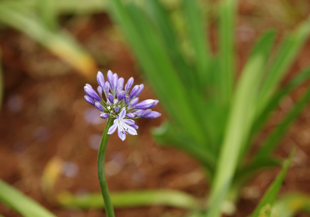 nanyuki