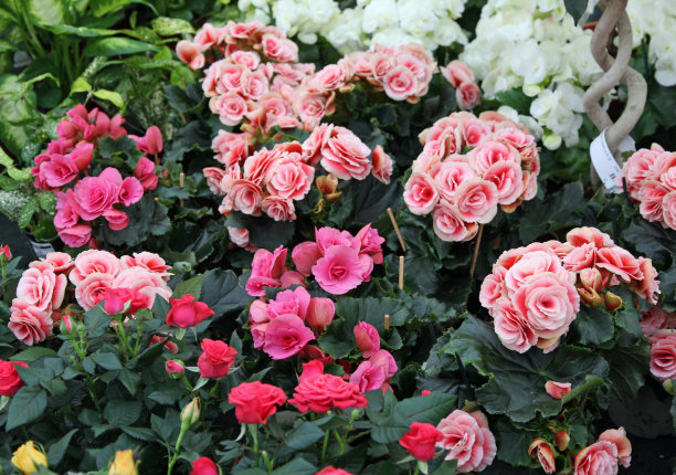 begonia